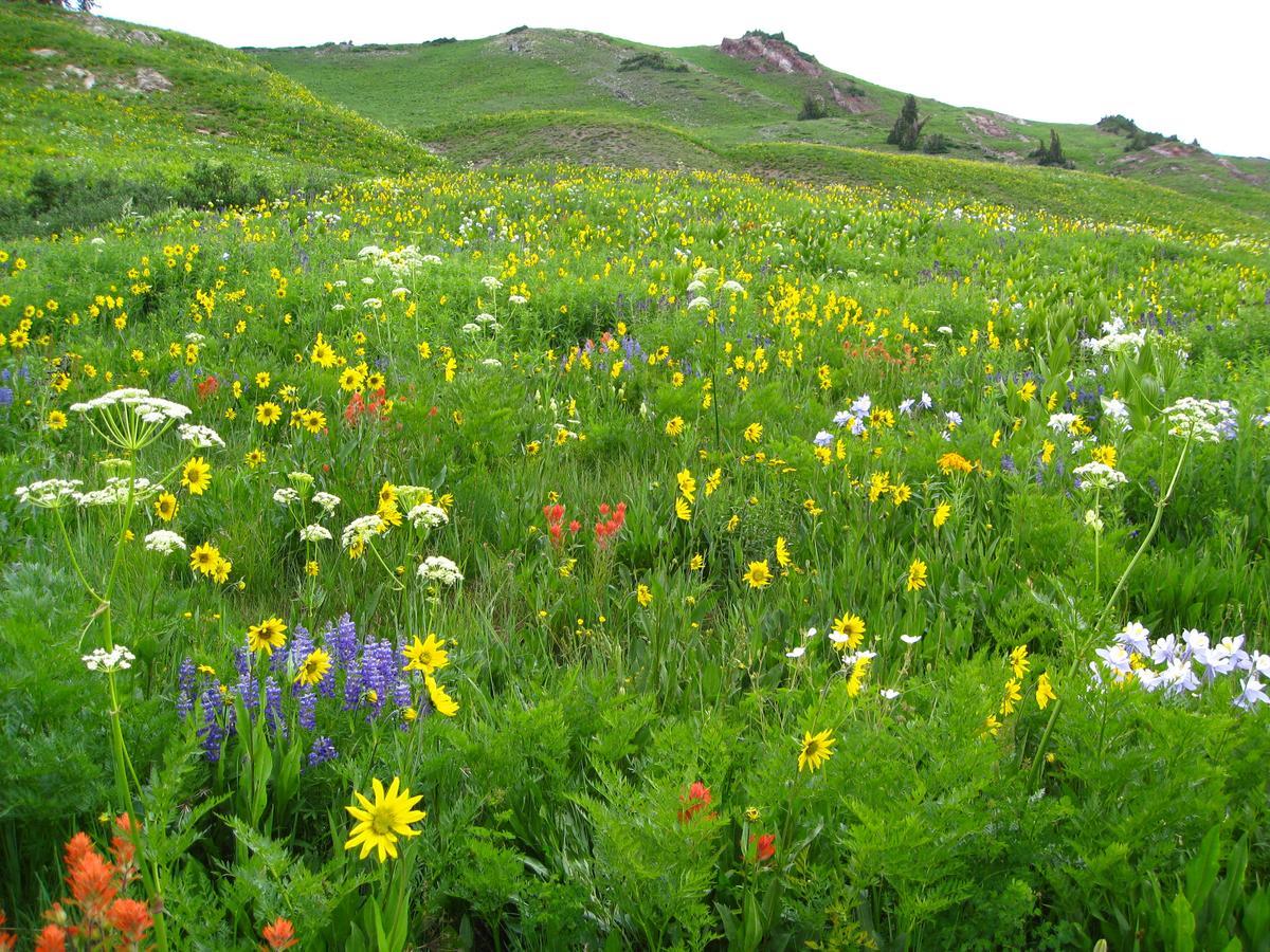 Purple Mountain Bed & Breakfast & Spa Bed and Breakfast Crested Butte Εξωτερικό φωτογραφία